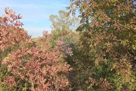 Istra, Fažana okolica, 4 poljoprivredne parcele, Fažana, Terreno