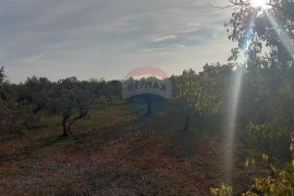 Istra, Fažana okolica, maslinik i parcela, Fažana, Γη