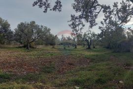 Istra, Fažana okolica, maslinik i parcela, Fažana, Γη