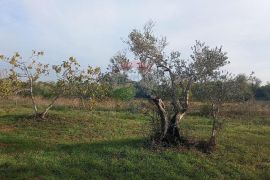 Istra, Fažana okolica, maslinik i parcela, Fažana, Γη