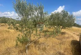 Istra,Bale,poljoprivredno zemljište sa maslinama, Bale, Tierra