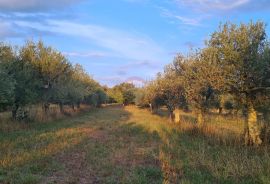 Poreč: Ograđeni maslinik sa 60 starih maslina, Poreč, Tierra