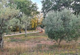 Poreč: Ograđeni maslinik sa 60 starih maslina, Poreč, Tierra