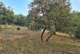 Poreč: Ograđeni maslinik sa 60 starih maslina, Poreč, Tierra