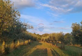 Poreč: Ograđeni maslinik sa 60 starih maslina, Poreč, Tierra