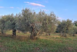 Poreč: Ograđeni maslinik sa 60 starih maslina, Poreč, Tierra