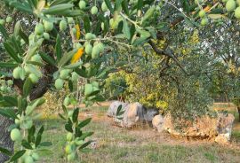 Poreč: Ograđeni maslinik sa 60 starih maslina, Poreč, Tierra