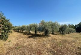 Poreč: Ograđeni maslinik sa 60 starih maslina, Poreč, Terra