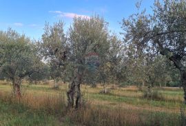 Poreč: Ograđeni maslinik sa 60 starih maslina, Poreč, Tierra