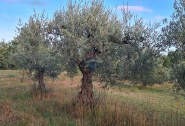 Poreč: Ograđeni maslinik sa 60 starih maslina, Poreč, Tierra