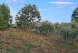 Poreč: Ograđeni maslinik sa 60 starih maslina, Poreč, Tierra