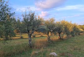 Poreč: Ograđeni maslinik sa 60 starih maslina, Poreč, Tierra