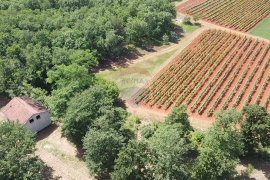 Istra, Višnjan - Samostojeća kuća sa 4900 m2 okućnice, Višnjan, Σπίτι