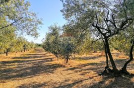 Tar-Maslinik 8628m2, 700m od mora, Poreč, Terreno