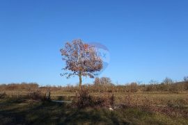 Istra, okolica Kanfanara, Mrgani, veliko zemljište uz rub naselja, Kanfanar, Terreno