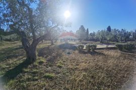 Istra, Fažana - vikend zemljište sa stoljetnim maslinama, Fažana, Land