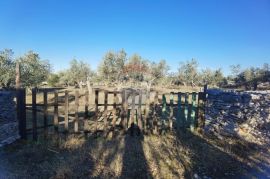 Istra, Fažana - vikend zemljište sa stoljetnim maslinama, Fažana, Land