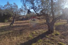 Istra, Fažana - vikend zemljište sa stoljetnim maslinama, Fažana, Land