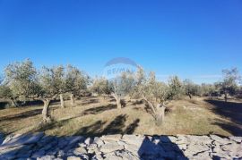 Istra, Fažana - vikend zemljište sa stoljetnim maslinama, Fažana, Terrain