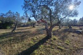 Istra, Fažana - vikend zemljište sa stoljetnim maslinama, Fažana, Land