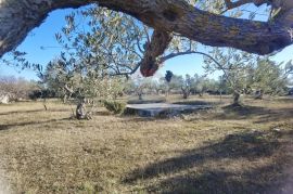 Istra, Fažana - vikend zemljište sa stoljetnim maslinama, Fažana, Land