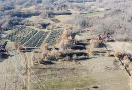 ISTRA, NEDEŠĆINA - Poljoprivredno zemljište 9824 m2, Sveta Nedelja, Land