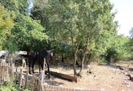 Lovreč: Veliko poljoprivredno zemljište u raskošnom zelenilu, Sveti Lovreč, Arazi