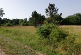 Istra, Tinjan, poljoprivredno zemljište 3274 m2, Tinjan, Land