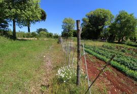 Kaštelir, prelijepa parcela usred bujnog zelenila, Kaštelir-Labinci, Land