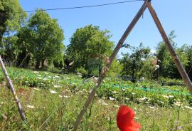 Kaštelir, prelijepa parcela usred bujnog zelenila, Kaštelir-Labinci, Land