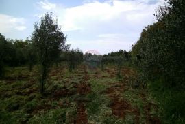 Istra, okolica Fažane, uređeni maslinik u prirodi, 4340 m2, Fažana, Tierra