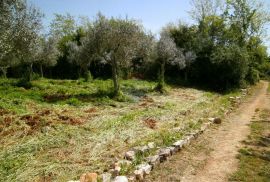 Istra, okolica Fažane, uređeni maslinik u prirodi, 4340 m2, Fažana, Tierra