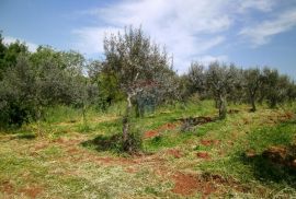 Istra, okolica Fažane, uređeni maslinik u prirodi, 4340 m2, Fažana, Zemljište