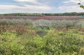 Poreč, okolica, poljoprivredno zemljište 30000m2, Poreč, Γη