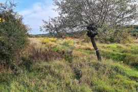 Poljoprivredno zemljište u blizini Grožnjana, Grožnjan, Terra