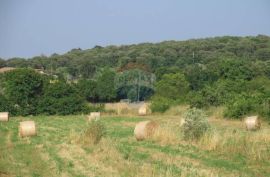 Rovinj, Poljoprivredno zemljište na izvrsnoj lokaciji, 9743m2, Rovinj, Land