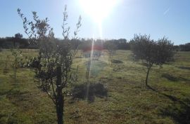 Istra, Vodnjan, Galižana, veliko zemljište sa maslinama na rubu urbanizacije, Vodnjan, Zemljište