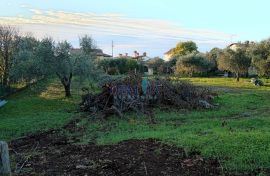 Lijep građevinski teren u okolici Umaga!, Buje, Terra