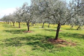 VIKEND PARCELA-MASLINIK U BLIZINI MORA, Poreč, Terreno