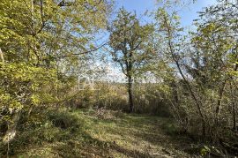 Istra, Buje, okolica - poljoprivredno zemljište 20.000 m2 sa ucrtanim objektom, Buje, Terrain