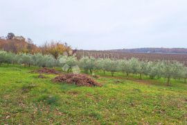 Izvanredno zemljište u blizini Poreča, Poreč, Tierra