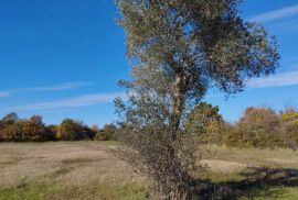 ISTRA, SVETVINČENAT Prekrasno poljoprivredno zemljište!, Svetvinčenat, Terreno