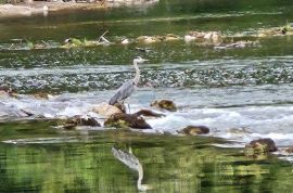 Gorski Kotar / Severin na Kupi - turizam u netaknutoj prirodi, Vrbovsko, Casa