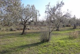 Maslinik, zemljište 2002m2 uz građevinsko područje, Peroj, Vodnjan, Land