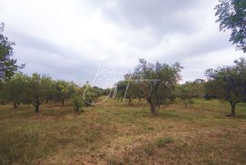 Veliki maslinik u Peroju, Vodnjan, Terreno