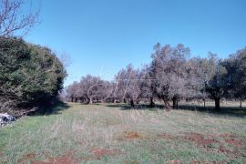 Poljoprivredno zemljište u blizini industrijske zone, Vodnjan, Arazi