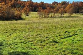 Istra- Višnjan, poljoprivredno zemljište 4 hektara, Višnjan, Terrain