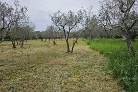 Poljoprivredno zemljište Prodaja maslinika od 3170 m2 s kažunom, Fažana!, Fažana, Tierra