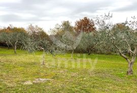 EKSKLUZIVNO GRAĐEVINSKO ZEMLJIŠTE NA MIRNOJ LOKACIJI, Marčana, Terreno