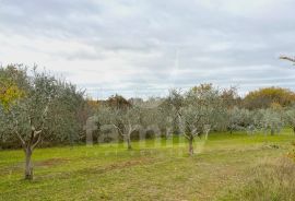 EKSKLUZIVNO GRAĐEVINSKO ZEMLJIŠTE NA MIRNOJ LOKACIJI, Marčana, Terreno